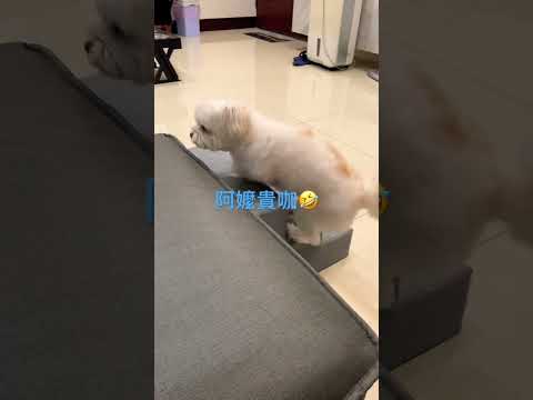 短腿狗爬樓梯🤣 #馬爾濟斯 #吉娃娃 #狗狗日常