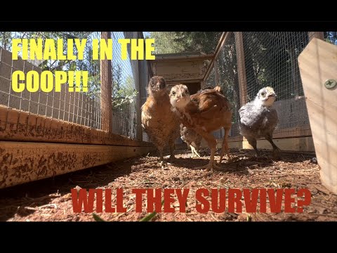 CHICKENS FINALLY MOVE INTO THE COOP!!!