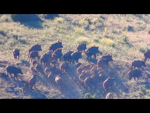 AMAZING DRIVEN WILD BOAR HUNT -  MUHTEŞEM DOMUZ SÜREK AVI - CHASSE AU SANGLIER