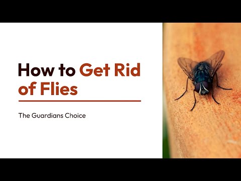 3 Ways to Get Rid of Flies | How to Get Rid of Flies | The Guardians Choice