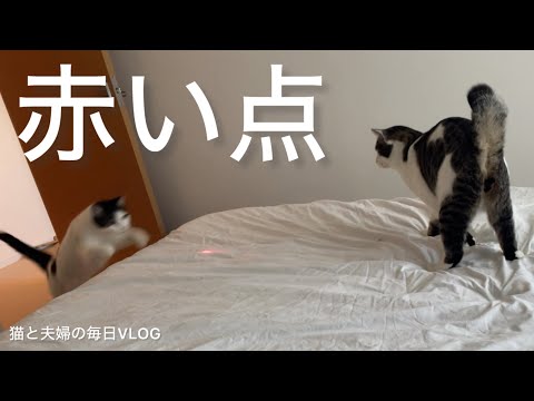 猫と夫婦の毎日VLOG#472 今日もレーザーポインターで特訓