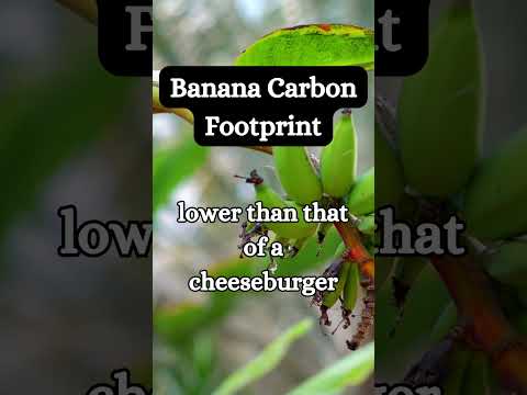 What is the Carbon Footprint of a Banana?