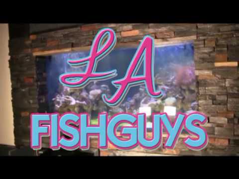 Scrubbing with Algae, LA Fishguys Episode 102, Part 2