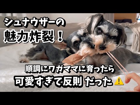 【Healing】 The miniature schnauzer's charm explodes! Too cute to be a foul!