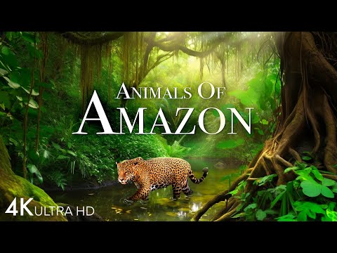 Animals of Amazon 4K - Wildlife in Amazon Jungle | Rainforest Sounds | Scenic Relaxation Film