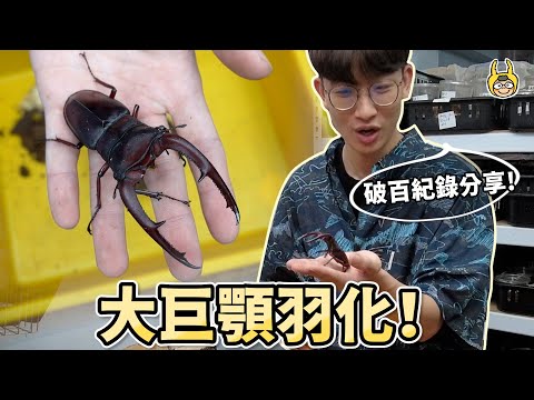 開挖！巨顎叉角鍬形蟲羽化，昆蟲飼育完整記錄！【飼育屋】