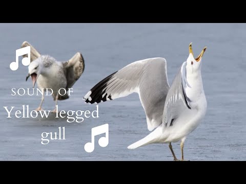 👉 S24 Yellow legged gull ( Larus Michahellis ) | Pescăruș cu picioare galbene