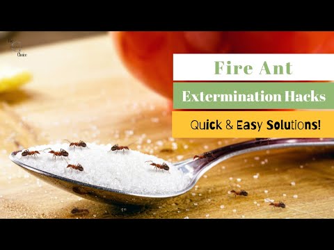 How to Get Rid of Fire Ants: Quick & Easy Solutions! | The Guardians Choice