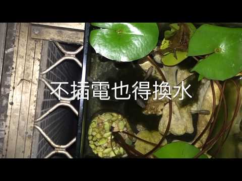 孔雀魚戶外缸0904