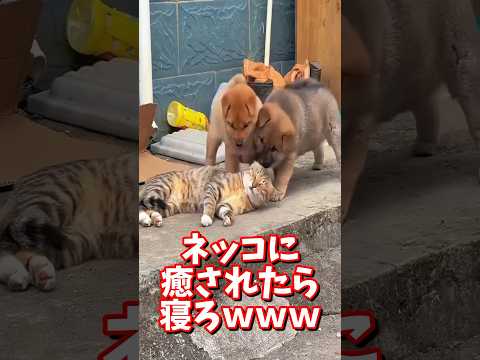 ネッコの動画で癒されたら寝ろｗｗｗ　#2ch #2chまとめ 動物スレ #2ch面白いスレ #動物 #犬 #猫 #癒やし #ねこ動画