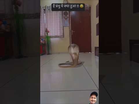 Mera gharmein NaginAa Gayi😂#comedy #funny #realfools #shortvideo#ajaypoper #abcvlogs#realfoolsteam