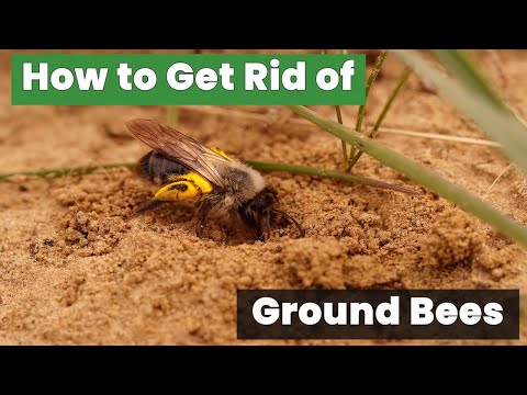 Get Rid of Ground Bees FAST with These Proven Methods