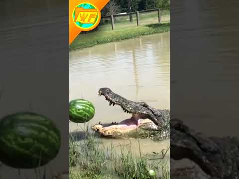 Alligator DESTROYS Watermelon (Slow Motion) #shorts