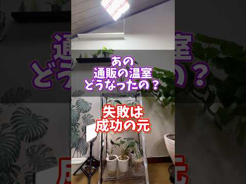 あの通販失敗温室、どうなったの？失敗は成功の元！ #観葉植物 #plants #houseplants #植物のある暮らし