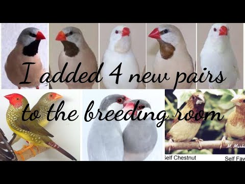 #3 Breeding season 22/23 - New pairs in the breeding room