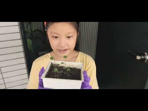 ［DIY］種青江菜&蒲公英#2🌱🌱🌱