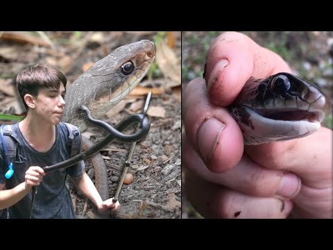 Racer tried to BITE my face! FASTEST Snakes of Louisiana!