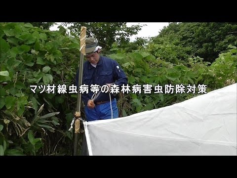 マツ材線虫病等の森林病害虫防除対策 RG05【林業研究所】