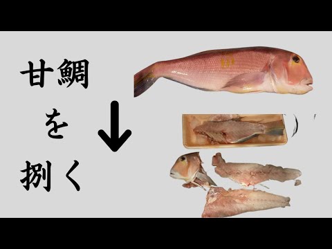 【魚さばき】甘鯛をさばくショート版