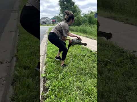 Amazing Woman Rescues Turtle From Middle Of Road