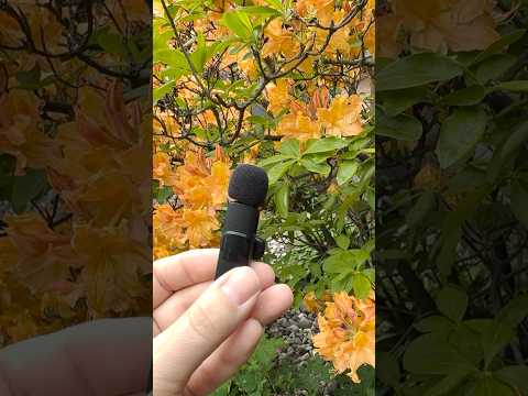 I'm shocked at the quality of this $25 wireless iPhone microphone #microphone #audio