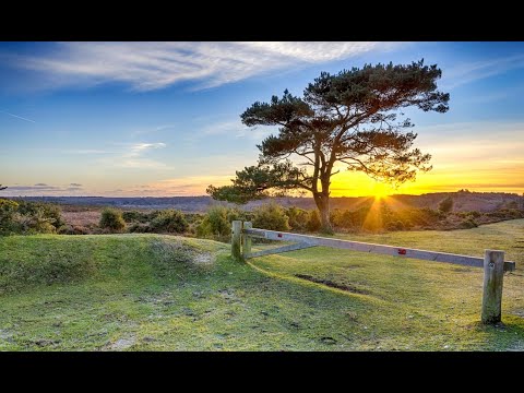 New Forest Drone Footage - Hampshire UK