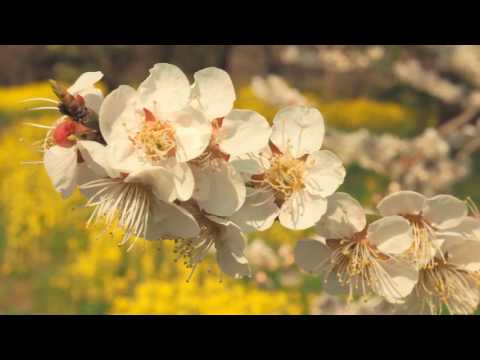 富山県中央植物園　2017.4.5