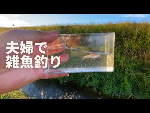 近所の用水路で雑魚(ジャコ)釣りを夫婦でしてみた