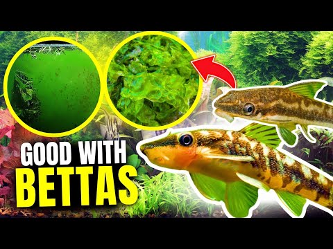 Here Are The BEST Algae Eaters For Betta Fish...