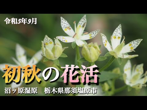 【秋の山野草】9月　沼ッ原湿原　栃木県那須塩原市　初秋の花活