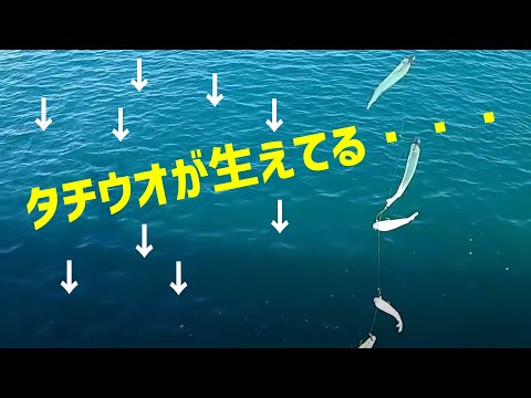 【巻くだけ簡単】あのルアーで昼間にタチウオ入れ食い