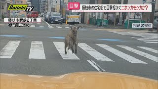 【静岡】ニホンカモシカか？駅周辺の住宅街で目撃多数　道路の真ん中を颯爽と