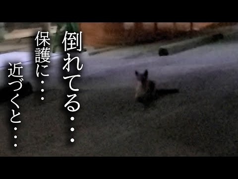 深夜に道で倒れてる動物を発見して保護しようとしたら...