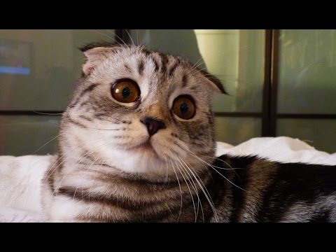 The Whole Life of Cat Toffee in One Video Clip