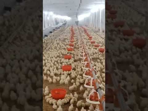 Poultry farm chicken, #poultry #chicken #chickenfarming #viralshort #ytshorts #ytshortsindia #usa