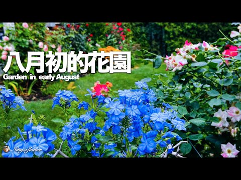 八月初龙沙宝石，夏洛特夫人，瑞典女王全面复花｜The second wave of Eden rose, Lady of Shalott, The Queen of Sweden  in Aug