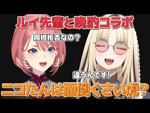 【＃虎に鷹の翼】ルイ先輩と晩酌コラボ ニコたんは面倒くさい虎？【ホロライブ/鷹嶺ルイ/虎金妃笑虎/切り抜き】