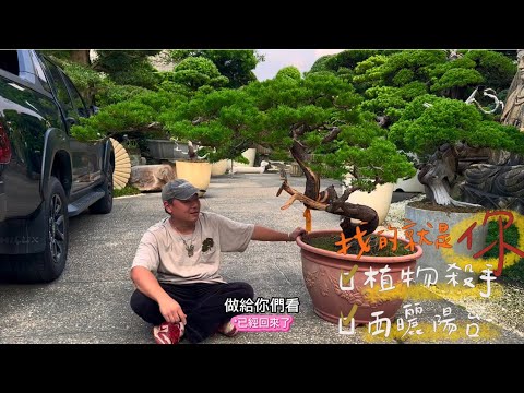 真柏｜都市叢林一點綠#台灣銘園 #台灣銘園園藝事業有限公司 #景觀設計