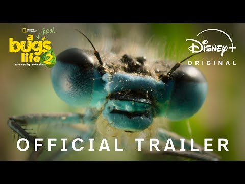 A Real Bug’s Life Season Two | Official Trailer | National Geographic