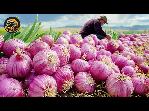 How To Harvest Onion For Cooking   Agriculture with Grand Machine