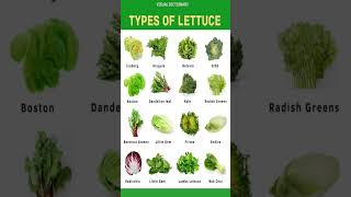 Types of Lettuce 🥬 in English