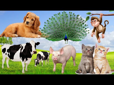 Cute little animals: Dog, Cat, Monkey, Cow, Pig...Learn about animals