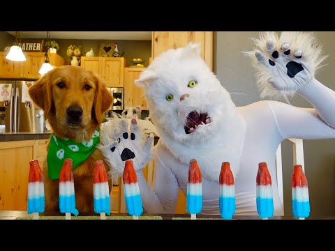 Cat & Dogs Try RocketPop Popsicles!