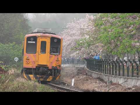 二水花旗木鐵道 Pink Shower Tree