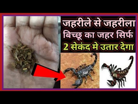 🦂सिर्फ 2 सेकंद ही काफी है घर बैठे तूरंत बिच्छू का जहर खत्म करने का 100% कारगर घरेलू इलाज।Bicchu bite