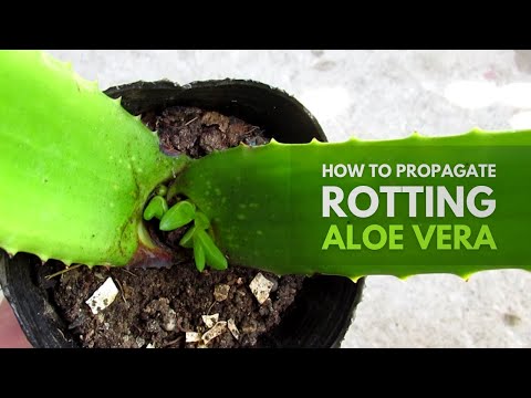 How To Propagate from a Rotting Aloe Vera Plant