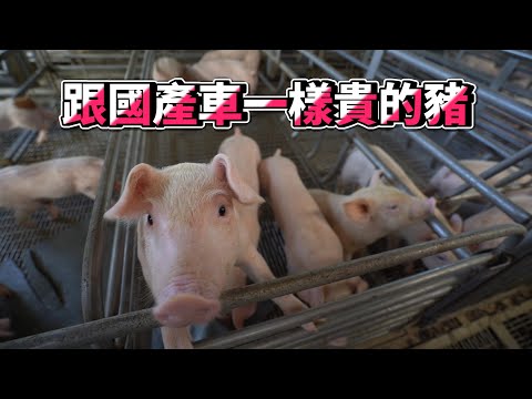 介紹跟國產車一樣的豬給你看｜豪豪農場EP6