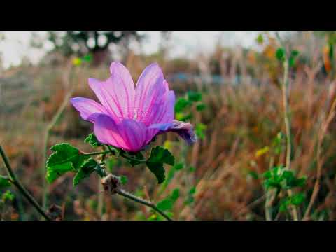 🐦ПЕНИЕ ПТИЦ - Звуки природы Релакс