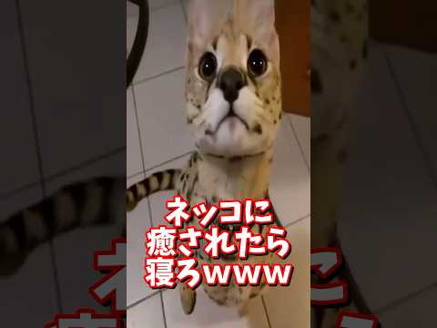 ネッコの動画で癒されたら寝ろｗｗｗ　#2ch #2ch動物スレ #動物 #犬 #猫 #癒やし #ねこ