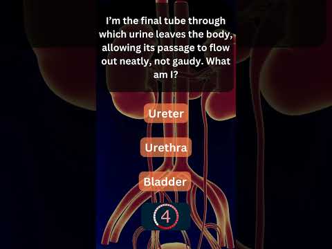 Did You Know This About Your Urinary System? 💧 #UrinarySystem 4